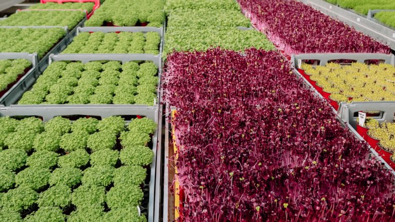 microgreens and their nutritional value